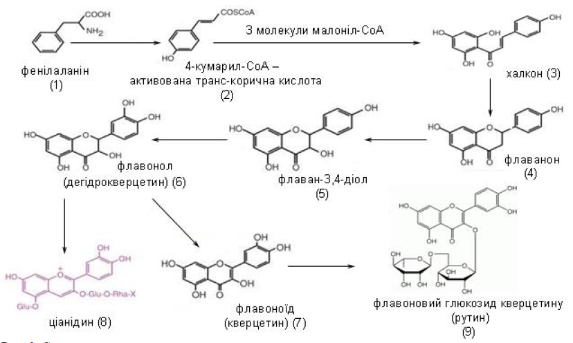 Інгібітори ферментів рослинного походження (рис. 1)