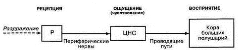 Типы анализаторов (рис. 1)