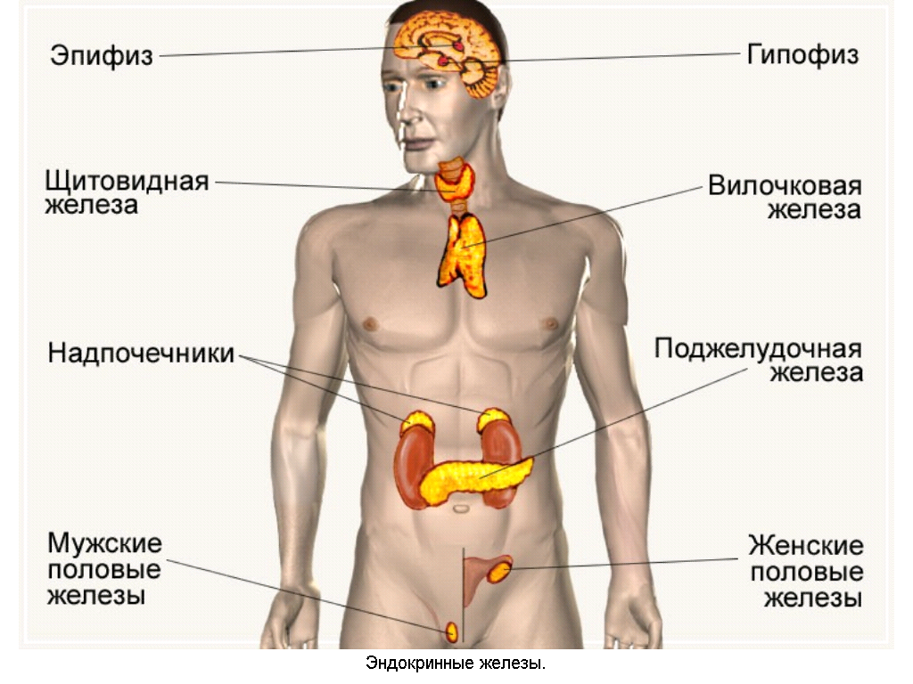 Железы внутренней секреции (рис. 1)