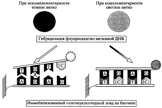 БИОЧИПЫ В БИОЛОГИИ И МЕДИЦИНЕ XXI ВЕКА (рис. 1)