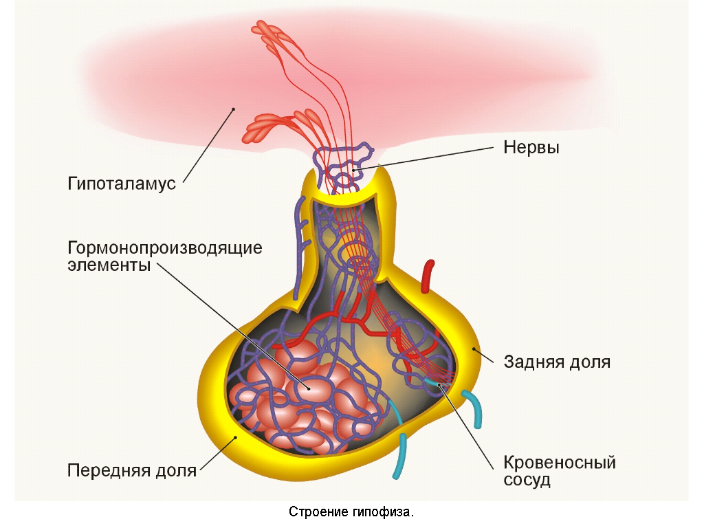 Железы внутренней секреции (рис. 2)
