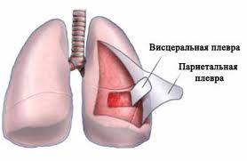Дыхательная система (systema respiratorium) (рис. 7)