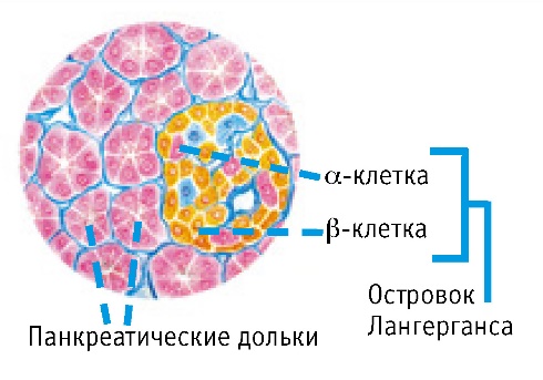 Железы внутренней секреции (рис. 7)