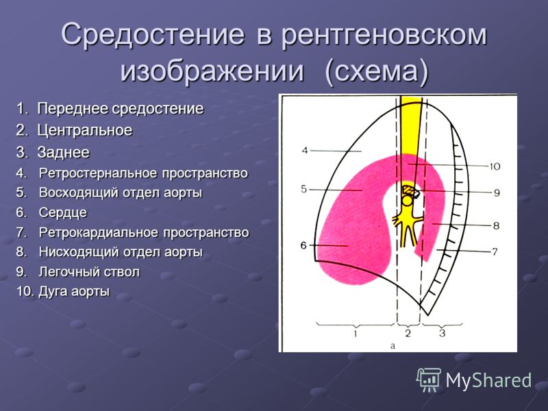 Дыхательная система (systema respiratorium) (рис. 8)