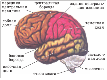 ПОЧЕМУ КЛАССИЧЕСКИЙ МАССАЖ НЕЭФФЕКТИВЕН У ДЕТЕЙ С НЕВРОЛОГИЧЕСКОЙ ПАТОЛОГИЕЙ? (рис. 2) ПОЧЕМУ КЛАССИЧЕСКИЙ МАССАЖ НЕЭФФЕКТИВЕН У ДЕТЕЙ С НЕВРОЛОГИЧЕСКОЙ ПАТОЛОГИЕЙ? (рис. 2)