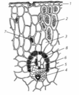 Иммуностимулирующие лекарственные растения алоэ древовидное, виды солодки, эхинацея пурпурная (рис. 13) Иммуностимулирующие лекарственные растения алоэ древовидное, виды солодки, эхинацея пурпурная (рис. 13)
