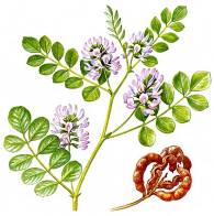 Иммуностимулирующие лекарственные растения алоэ древовидное, виды солодки, эхинацея пурпурная (рис. 15) Иммуностимулирующие лекарственные растения алоэ древовидное, виды солодки, эхинацея пурпурная (рис. 15)