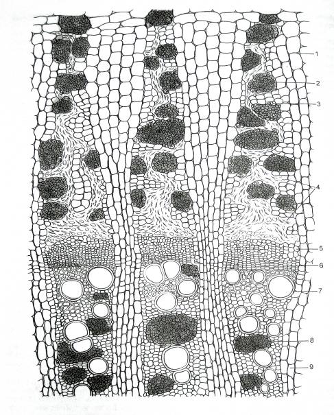 Иммуностимулирующие лекарственные растения алоэ древовидное, виды солодки, эхинацея пурпурная (рис. 19) Иммуностимулирующие лекарственные растения алоэ древовидное, виды солодки, эхинацея пурпурная (рис. 19)