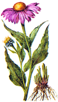 Иммуностимулирующие лекарственные растения алоэ древовидное, виды солодки, эхинацея пурпурная (рис. 21) Иммуностимулирующие лекарственные растения алоэ древовидное, виды солодки, эхинацея пурпурная (рис. 21)