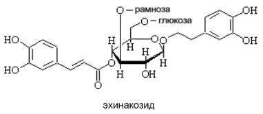 Иммуностимулирующие лекарственные растения алоэ древовидное, виды солодки, эхинацея пурпурная (рис. 7) Иммуностимулирующие лекарственные растения алоэ древовидное, виды солодки, эхинацея пурпурная (рис. 7)