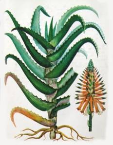 Иммуностимулирующие лекарственные растения алоэ древовидное, виды солодки, эхинацея пурпурная (рис. 9) Иммуностимулирующие лекарственные растения алоэ древовидное, виды солодки, эхинацея пурпурная (рис. 9)