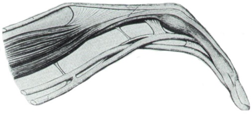 Некоторые причины возникновения профессиональных заболеваний у домристов и способы их устранения (рис. 10) Некоторые причины возникновения профессиональных заболеваний у домристов и способы их устранения (рис. 10)