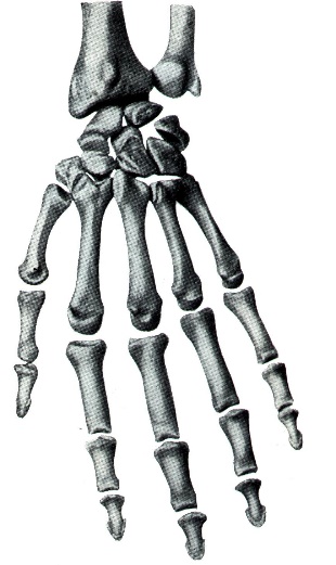 Некоторые причины возникновения профессиональных заболеваний у домристов и способы их устранения (рис. 7) Некоторые причины возникновения профессиональных заболеваний у домристов и способы их устранения (рис. 7)