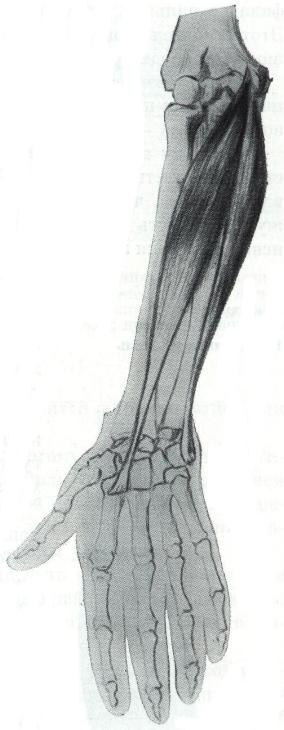 Некоторые причины возникновения профессиональных заболеваний у домристов и способы их устранения (рис. 8) Некоторые причины возникновения профессиональных заболеваний у домристов и способы их устранения (рис. 8)