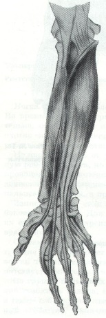 Некоторые причины возникновения профессиональных заболеваний у домристов и способы их устранения (рис. 9) Некоторые причины возникновения профессиональных заболеваний у домристов и способы их устранения (рис. 9)