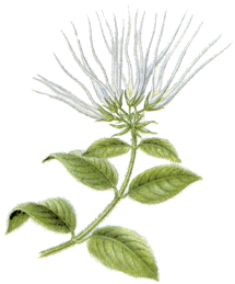 Ассортимент лекарственных растений, используемых для лечения сердечно-сосудистых заболеваний (рис. 10) Ассортимент лекарственных растений, используемых для лечения сердечно-сосудистых заболеваний (рис. 10)