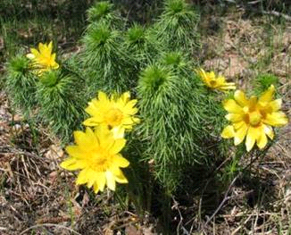 Ассортимент лекарственных растений, используемых для лечения сердечно-сосудистых заболеваний (рис. 8) Ассортимент лекарственных растений, используемых для лечения сердечно-сосудистых заболеваний (рис. 8)
