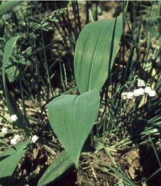 Ассортимент лекарственных растений, используемых для лечения сердечно-сосудистых заболеваний (рис. 9) Ассортимент лекарственных растений, используемых для лечения сердечно-сосудистых заболеваний (рис. 9)