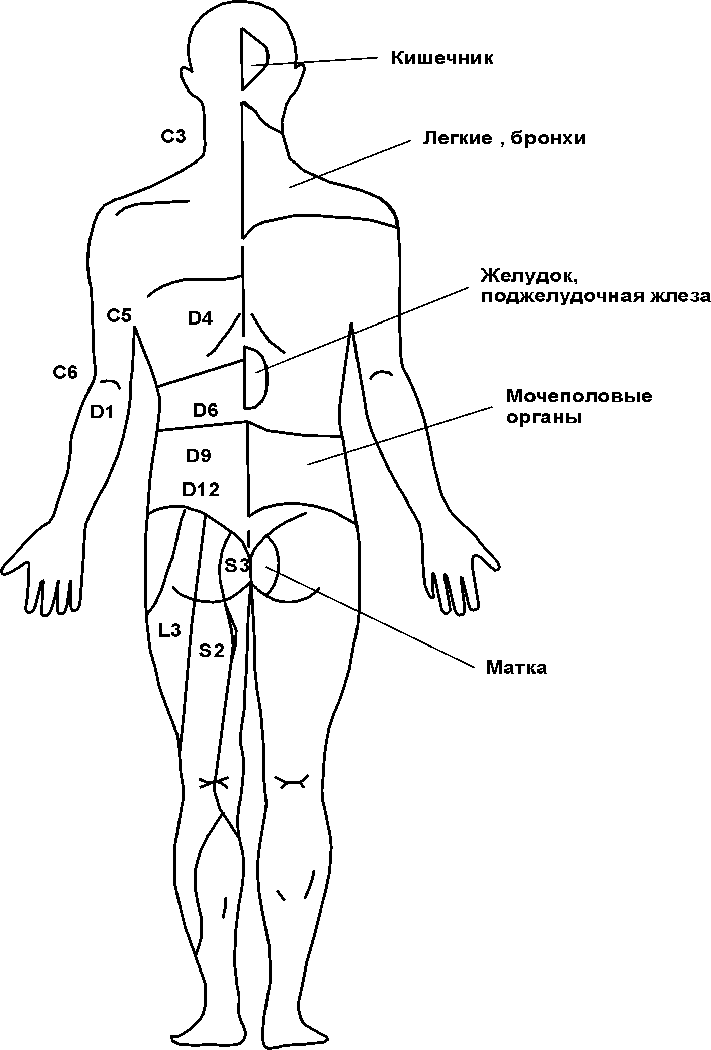 Соматическая сенсорная система. Характеристика ассоциативных областей коры больших полушарий (рис. 1) Соматическая сенсорная система. Характеристика ассоциативных областей коры больших полушарий (рис. 1)