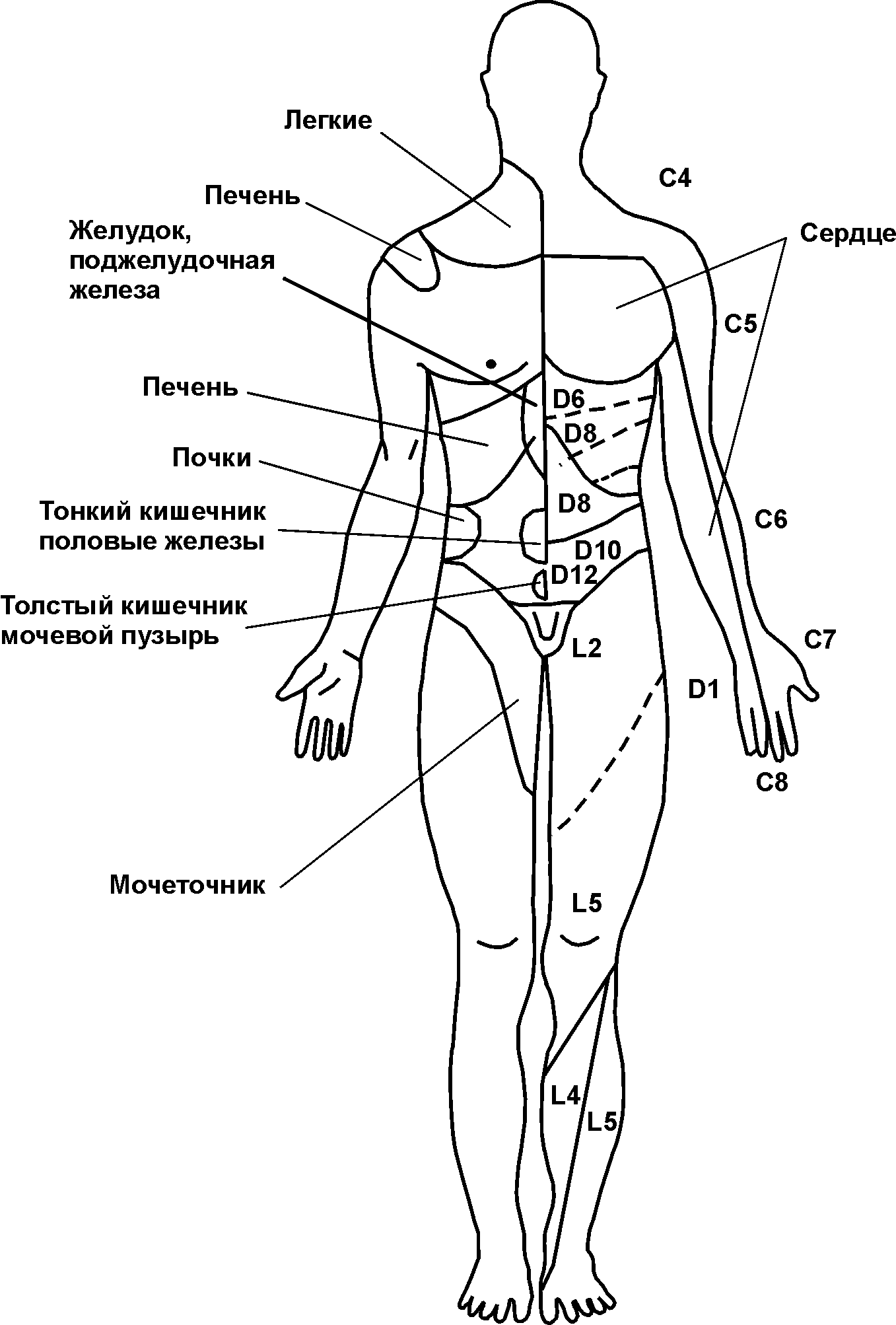 Соматическая сенсорная система. Характеристика ассоциативных областей коры больших полушарий (рис. 2) Соматическая сенсорная система. Характеристика ассоциативных областей коры больших полушарий (рис. 2)