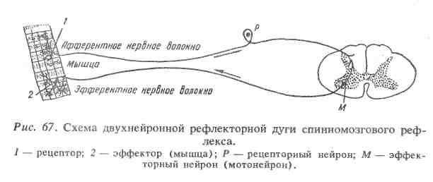 Структура центральной нервной системы и общие принципы её функционирования (рис. 1) Структура центральной нервной системы и общие принципы её функционирования (рис. 1)