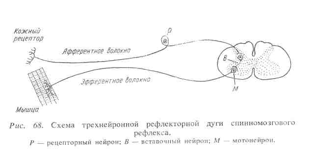 Структура центральной нервной системы и общие принципы её функционирования (рис. 2) Структура центральной нервной системы и общие принципы её функционирования (рис. 2)