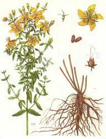 Анализ травы зверобоя продырявленного и получение спиртоводного и масляного экстрактов (рис. 1) Анализ травы зверобоя продырявленного и получение спиртоводного и масляного экстрактов (рис. 1)