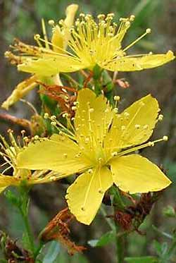 Анализ травы зверобоя продырявленного и получение спиртоводного и масляного экстрактов (рис. 2) Анализ травы зверобоя продырявленного и получение спиртоводного и масляного экстрактов (рис. 2)