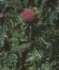 Лекарственные растения, применяемые при заболеваниях печени и желчевыводящих путей (рис. 1) Лекарственные растения, применяемые при заболеваниях печени и желчевыводящих путей (рис. 1)