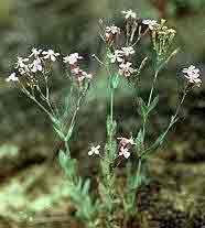 Лекарственные растения, применяемые при заболеваниях печени и желчевыводящих путей (рис. 2) Лекарственные растения, применяемые при заболеваниях печени и желчевыводящих путей (рис. 2)