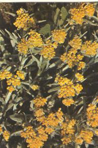 Лекарственные растения, применяемые при заболеваниях печени и желчевыводящих путей (рис. 3) Лекарственные растения, применяемые при заболеваниях печени и желчевыводящих путей (рис. 3)