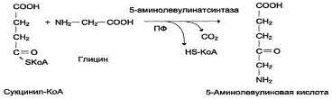 Метаболизм гема (рис. 2) Метаболизм гема (рис. 2)