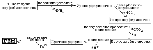 Метаболизм гема (рис. 4) Метаболизм гема (рис. 4)