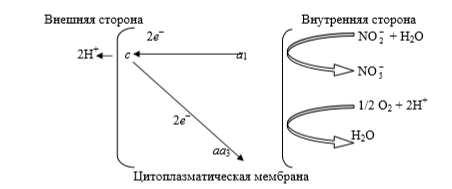 Нитрифицирующие прокариоты (рис. 2) Нитрифицирующие прокариоты (рис. 2)