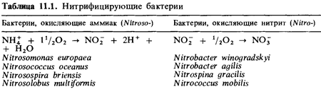 Нитрифицирующие прокариоты (рис. 3) Нитрифицирующие прокариоты (рис. 3)