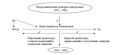 Нитрифицирующие прокариоты (рис. 4) Нитрифицирующие прокариоты (рис. 4)