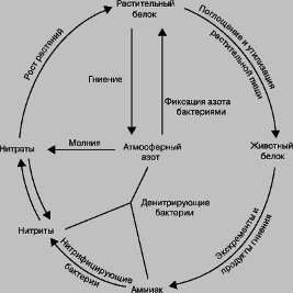Нитрифицирующие прокариоты (рис. 5) Нитрифицирующие прокариоты (рис. 5)