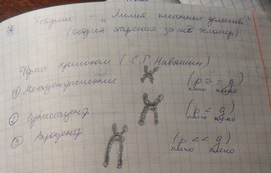 Генетический аппарат у эукариот (рис. 1) Генетический аппарат у эукариот (рис. 1)